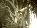 Massive tree fungus