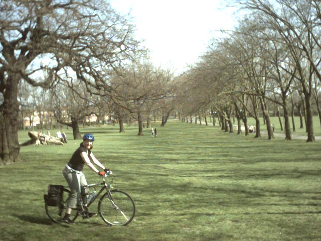 Holly in Gladstone Park