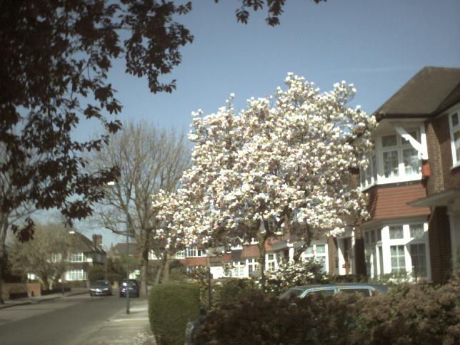 Spring has sprung!  A tree near our place.