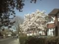 Spring has sprung!  A tree near our place.