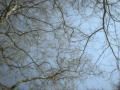 Some trees in Roundwood Park, near our place.