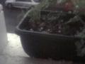 Big hail storm, reminds me of home.  That's our window box with dill growing.