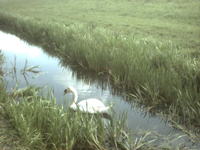 A swan at the Welney Wildfowl and Wetlands Trust Center