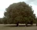 A giant trees, and puny humans for scale